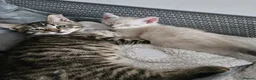 British Shorthair cats for sale: Stunning cross bread unique kitten ready for you. in Croydon - Advert 16