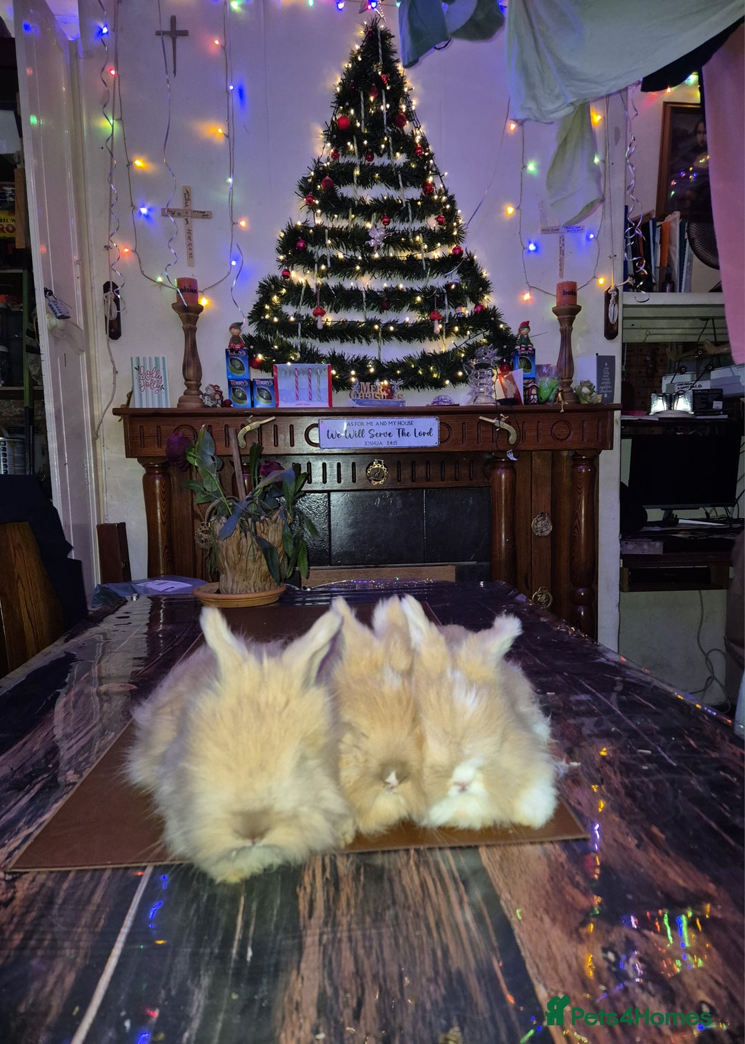 Angora rabbits for sale: Gorgeous Angora Rabbits, Pure Bred Full Faced. - Advert 11