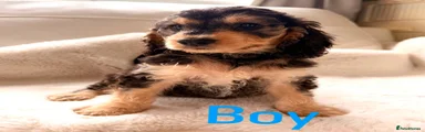 Cockapoo 1