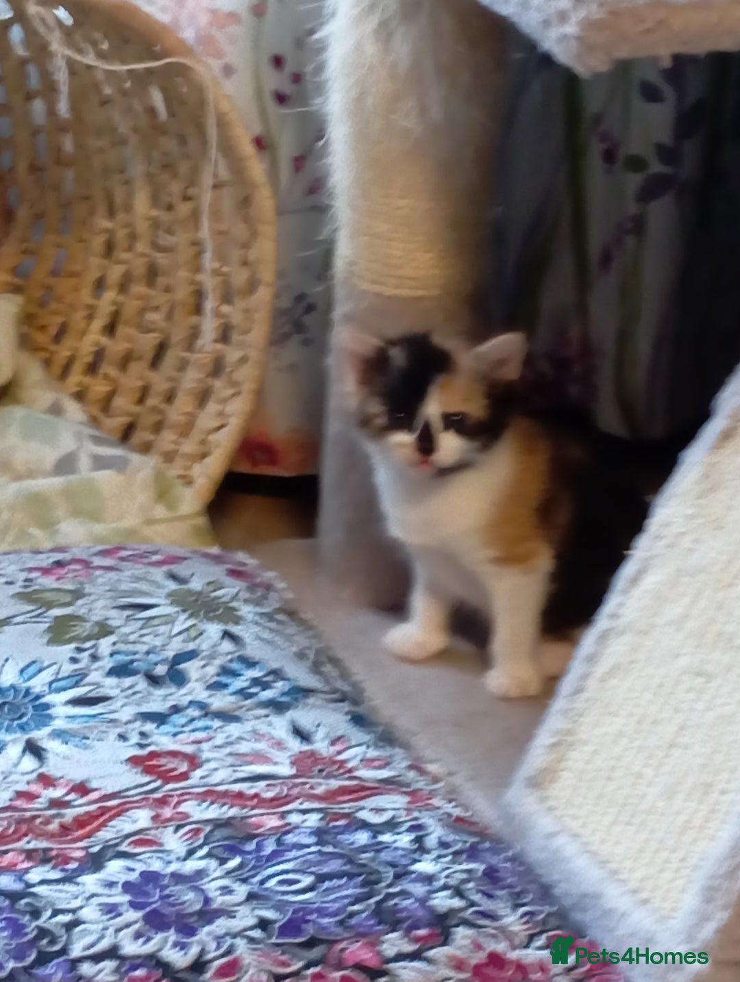 Mixed Breed cats for sale: Cute kittens - Image 18
