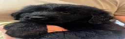 Mixed Breed dogs for sale: Golden retrievers flat coat retriever  - Advert 8
