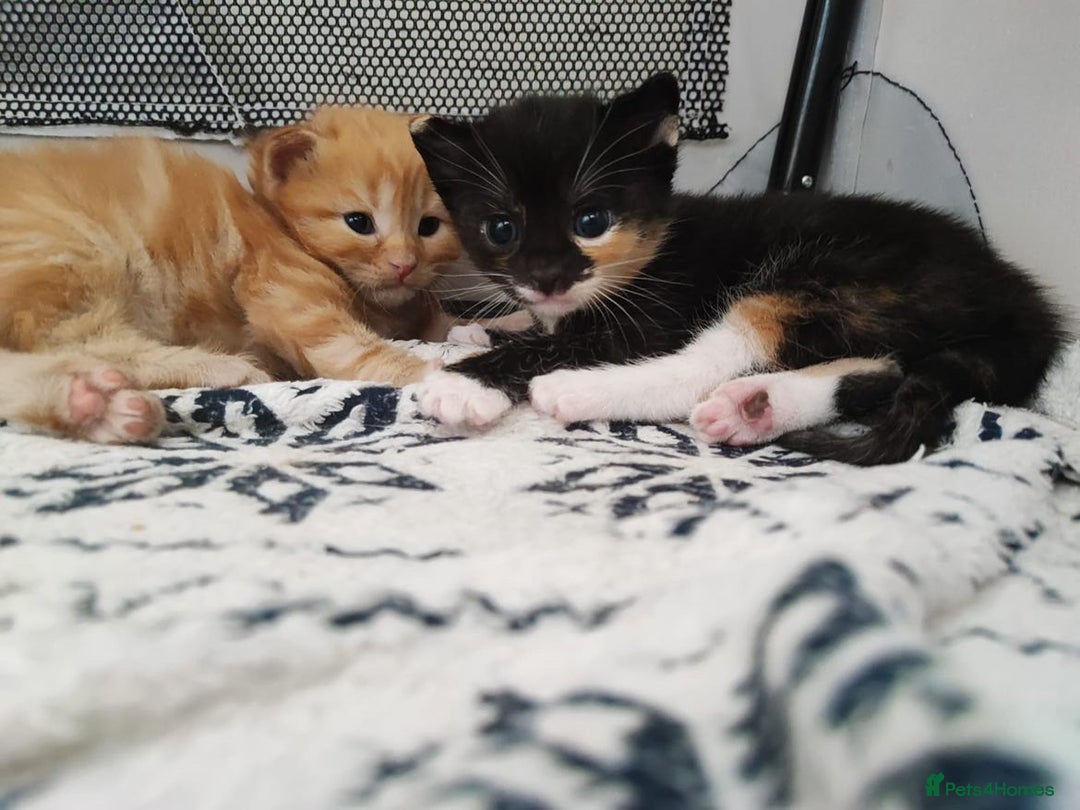 British Shorthair cats for sale: two kittens for sale - Image 9