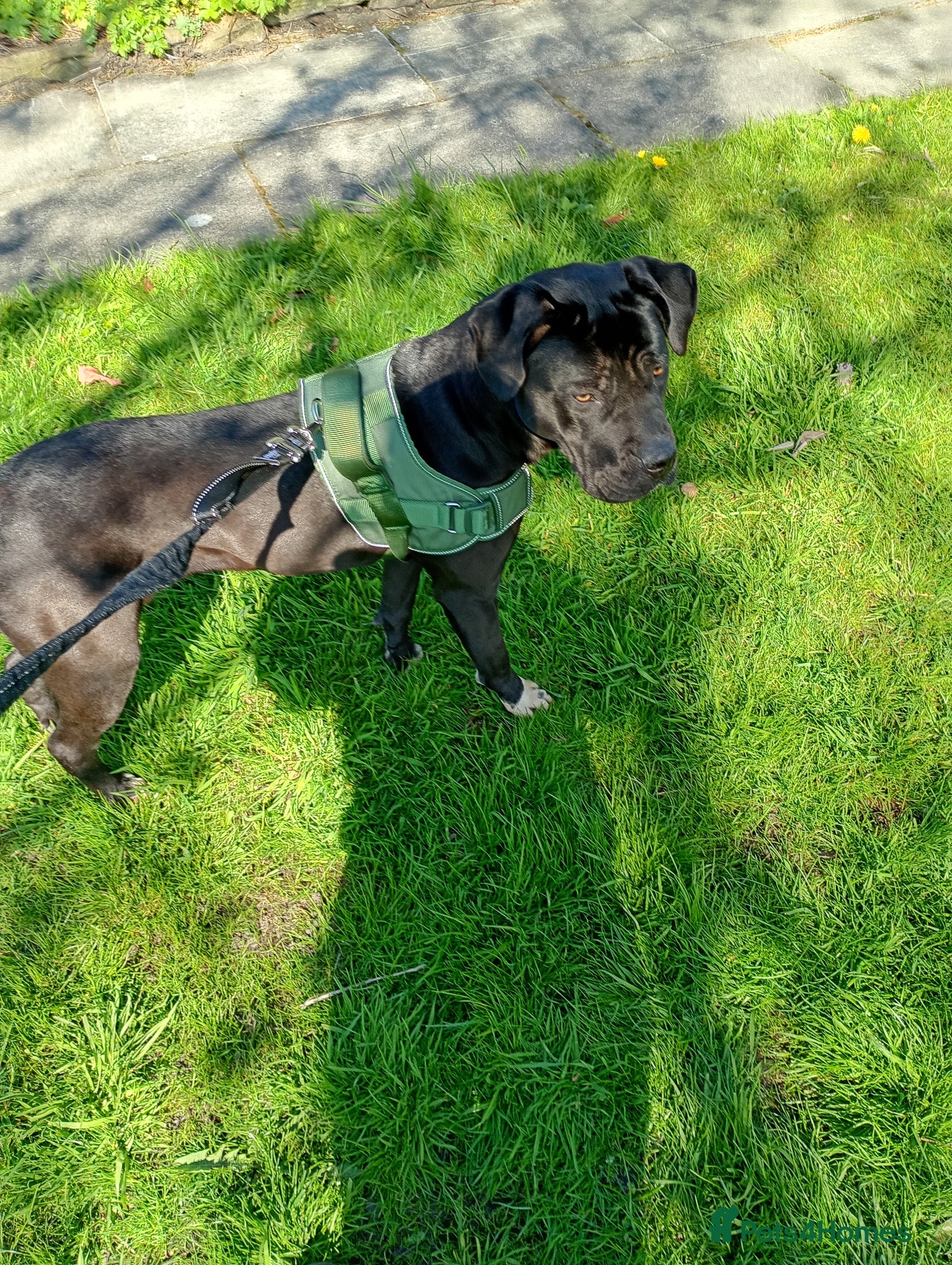 Mixed Breed dogs Cane corso x presa bitch for sale  - Advert 3