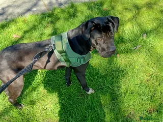 Mixed Breed dogs Cane corso x presa bitch for sale - Advert 15