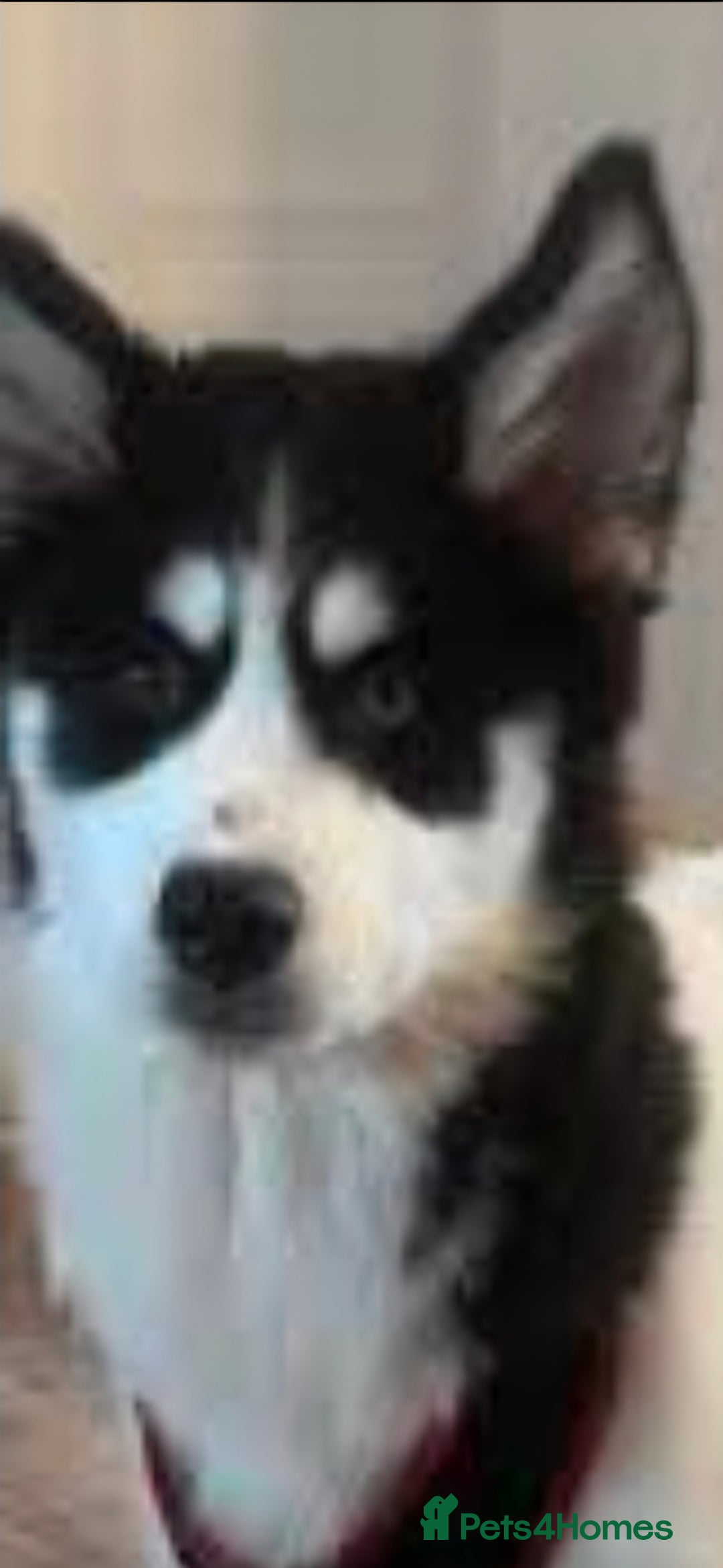 Siberian Husky dogs for sale: One male left  - Advert 2