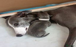 Whippet dogs for sale: Pedigree Blue & White Whippet Puppies - Image 7