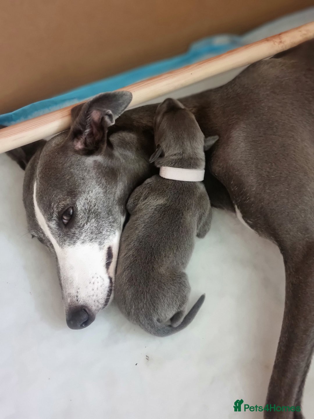 Whippet dogs for sale: Pedigree Blue & White Whippet Puppies - Image 7