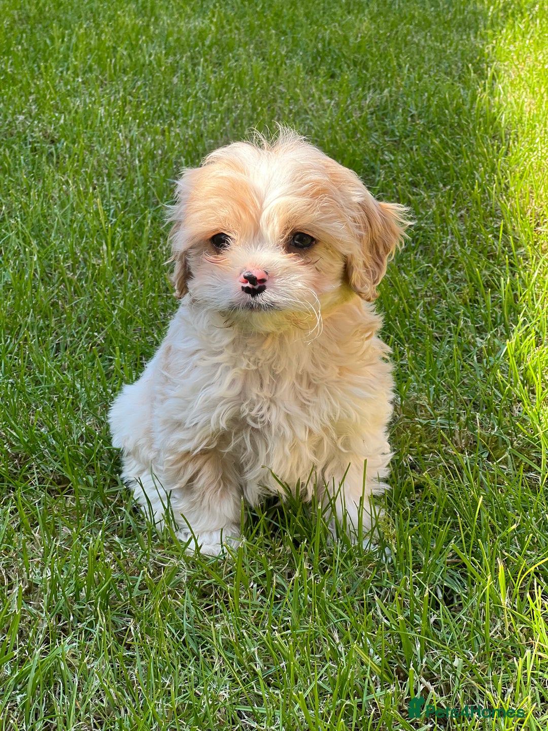 Cavachon dogs for sale: Health tested F1 cavachons  - Advert 1