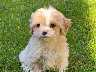 Cavachon dogs Health tested F1 cavachons - Advert 2