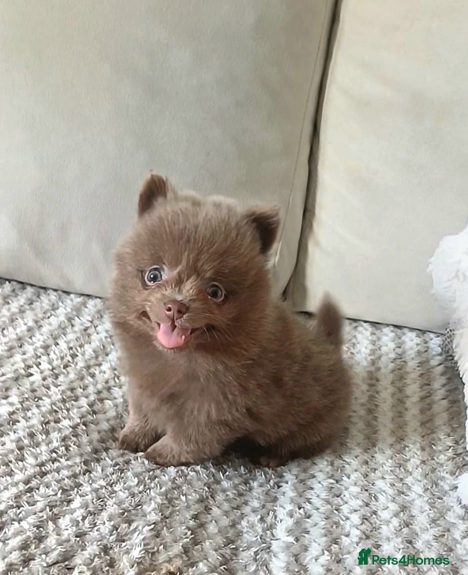 Pomeranian dogs Amazing Tiny lilac pomeranian girls  - Advert 18