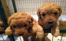 Cavapoo dogs for sale: F1 Cavapoo Pups  - Image 1