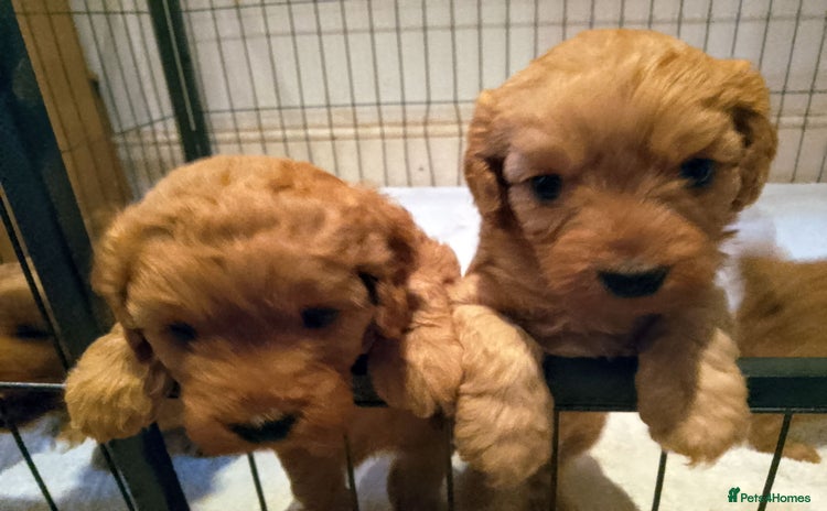 Cavapoo dogs - Advert 1