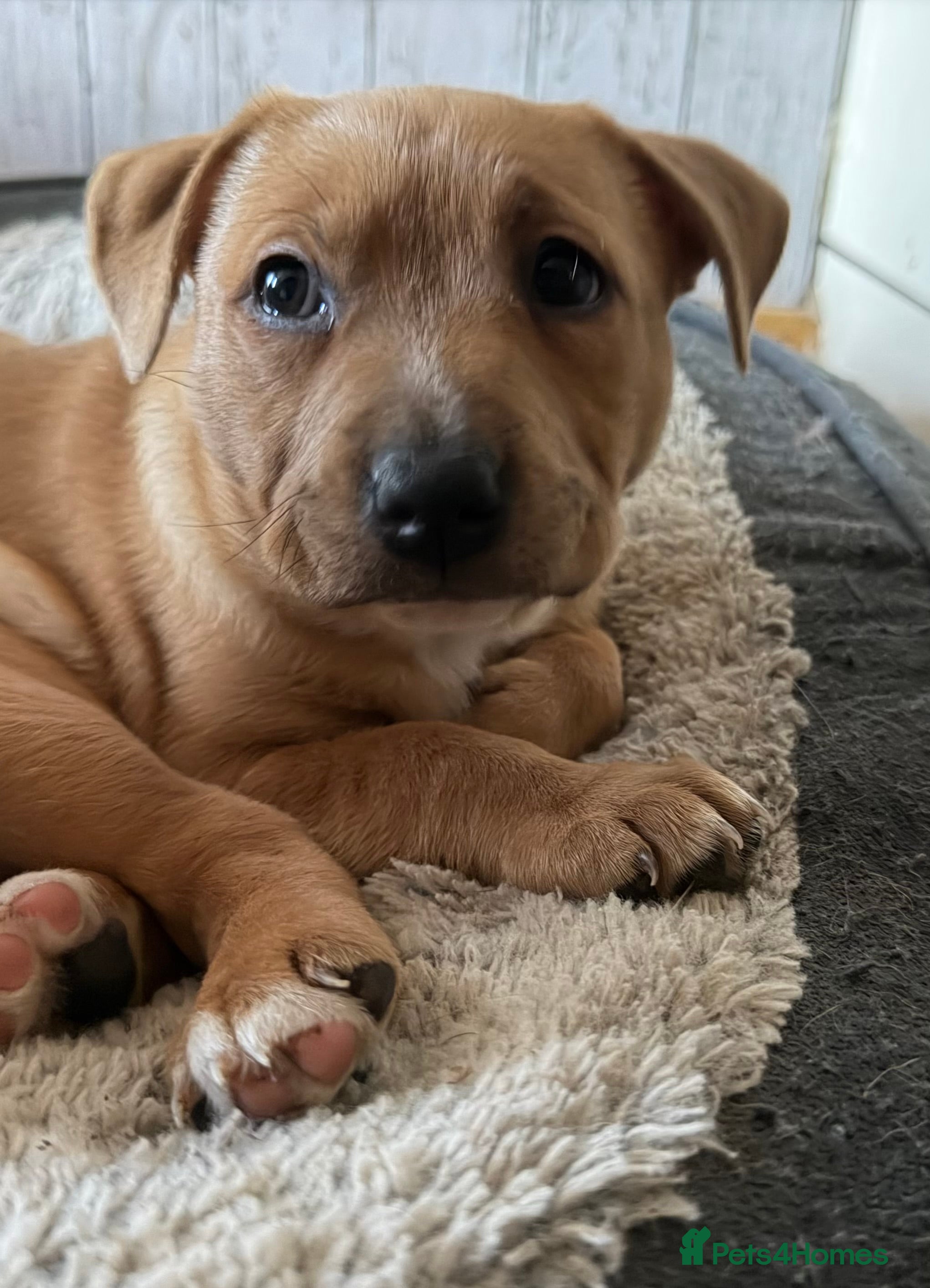 Mixed Breed dogs for sale: Happiest little bundles - Advert 1
