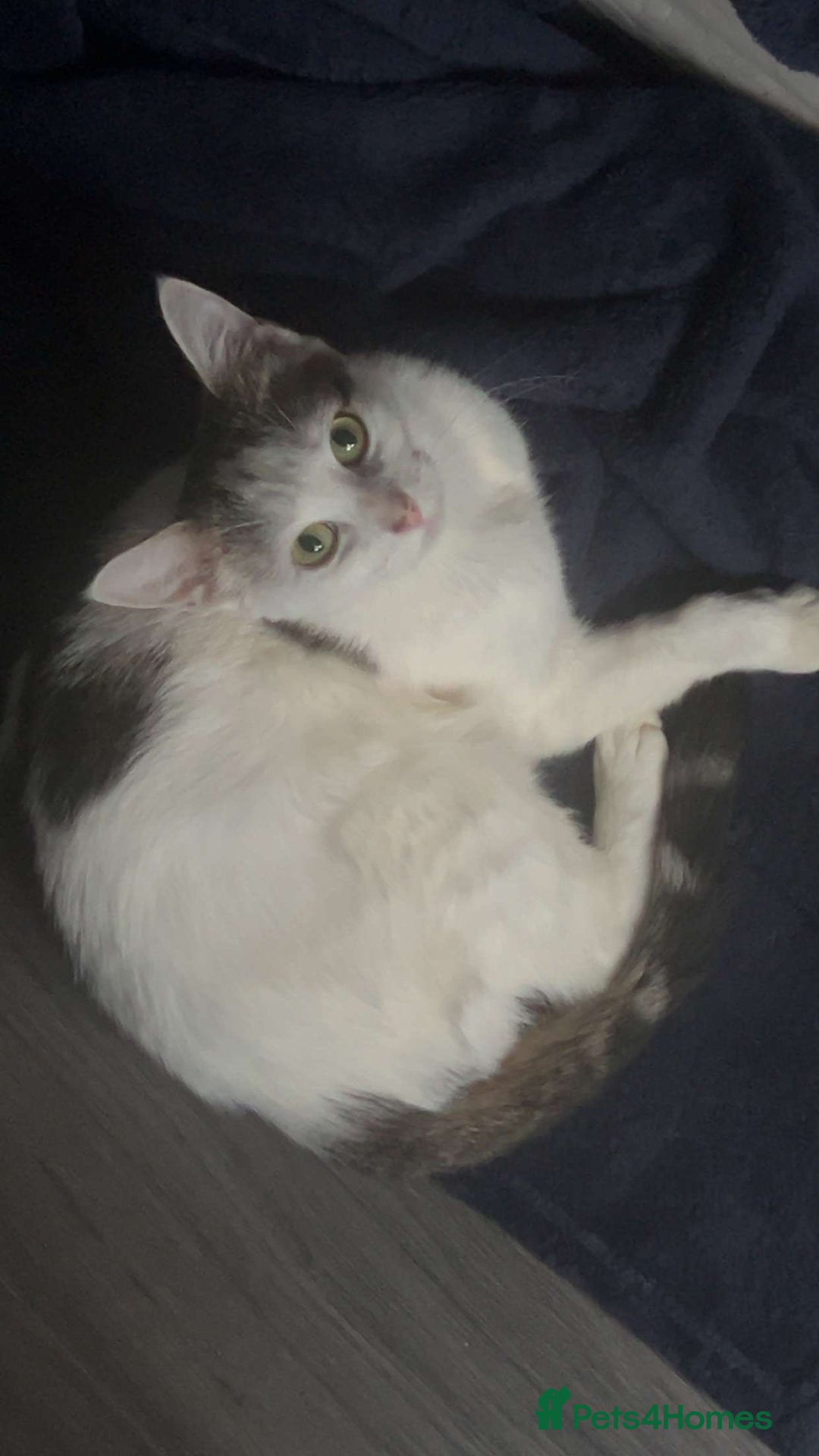 Domestic Shorthair cats for sale: Domestic short hair! - Advert 4