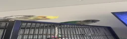 Conures birds for sale: Conure parrot looking for forever home🦜 - Advert 3