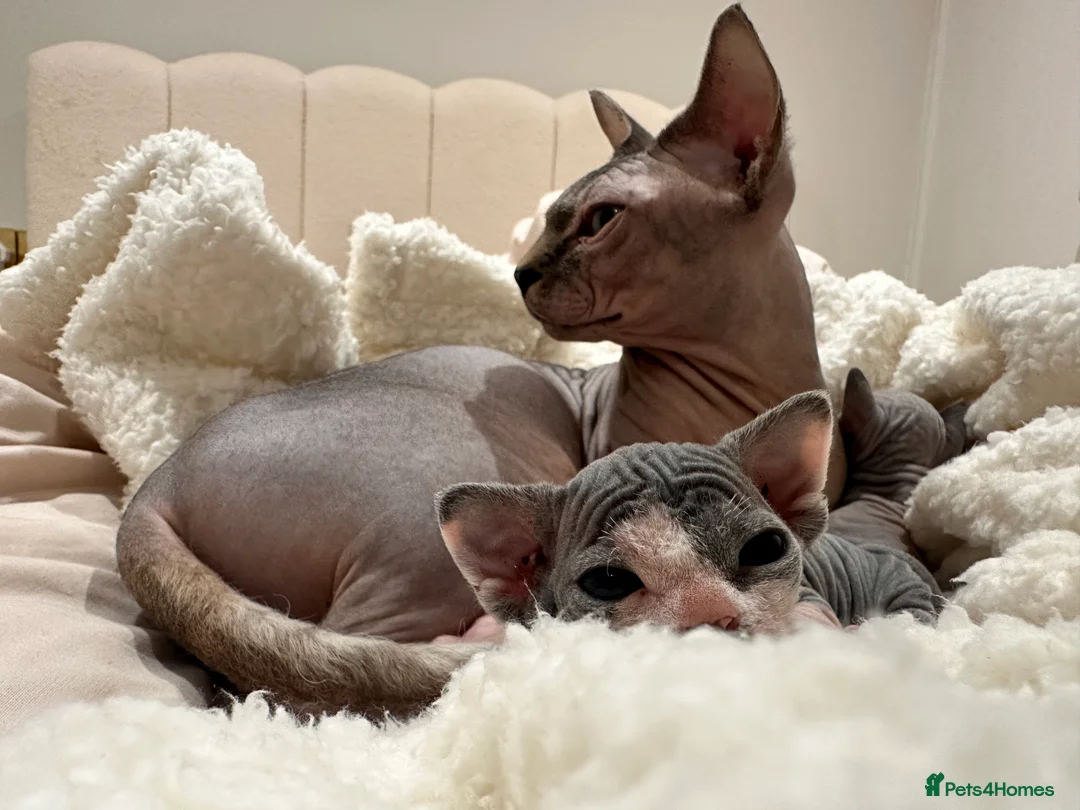 Sphynx cats for sale: Beautiful sphynx kittens from a mum and dad home - Advert 12