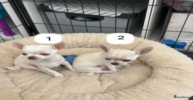 Chihuahua dogs - Advert 10