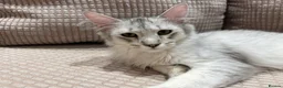 Maine Coon cats for sale: Stunning Black Silver Shaded Maine Coon Kittens - Advert 5
