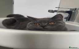 British Shorthair cats for sale: British shorthair - Image 3