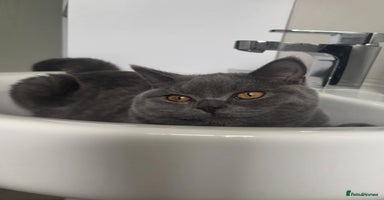 British Shorthair cats British shorthair - Advert 5