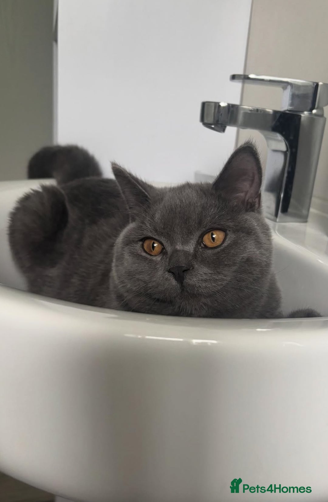 British Shorthair cats for sale: British shorthair - Image 3