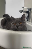 British Shorthair cats British shorthair - Advert 5