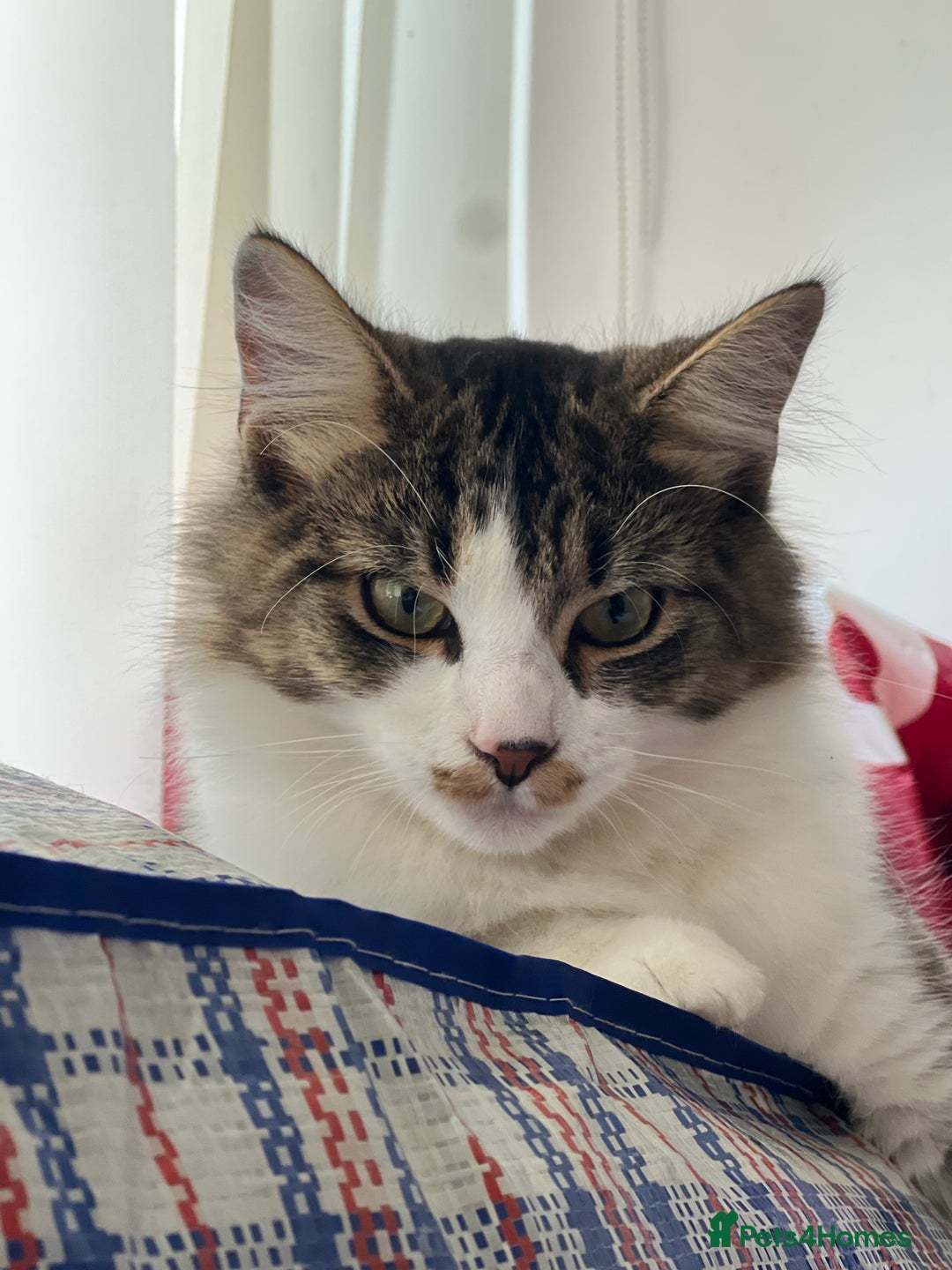 Persian cats for sale: Male Persian Tabby Cat for Sale – Friendly  - Image 4