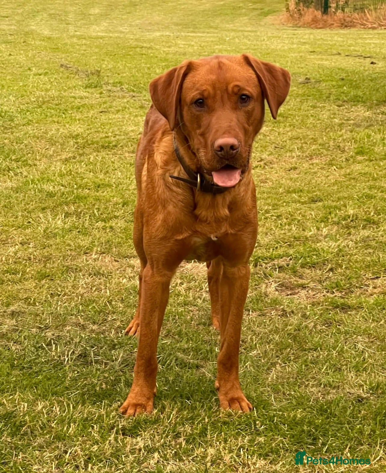 Labrador Retriever dogs for sale: KC Stunning Dark Fox Red Labrador Puppies - Advert 16