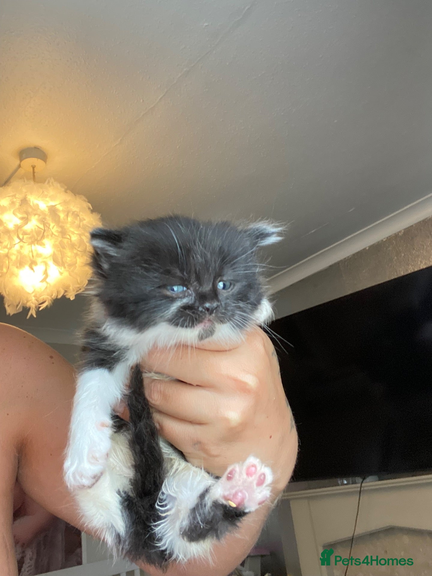 British Shorthair cats BSH kittens ready now x - Advert 3