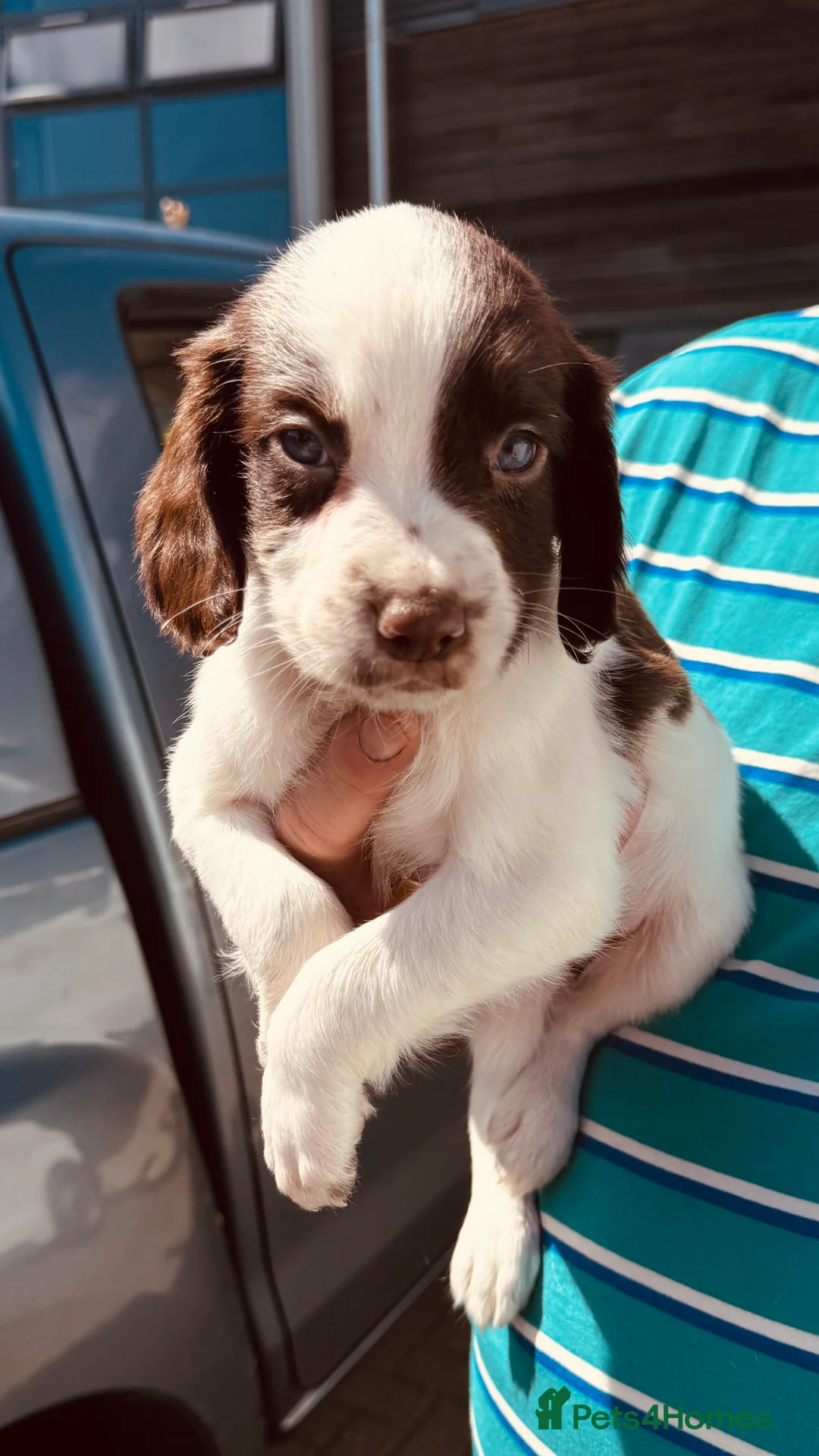 English Springer Spaniel dogs for sale: Working KC Springer Spaniel Puppies - Advert 2