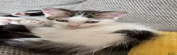 Mixed Breed cats for sale: 4 beautiful Tabby kittens  - Advert 6