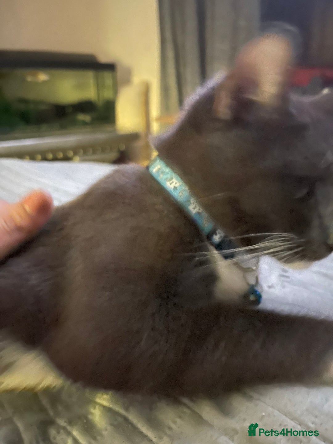 Domestic Shorthair cats for sale: Russian blue mix Domestic shorthair Kitten  - Advert 8