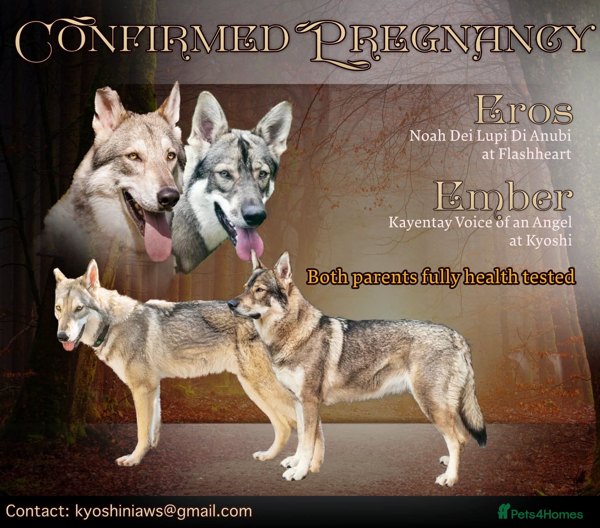 Mixed Breed dogs Northern Inuit outcross litter  - Advert 5
