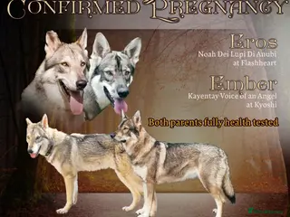 Mixed Breed dogs Northern Inuit outcross litter - Advert 2