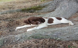 English Springer Spaniel dogs for sale: Springer spaniel pups  - Image 6