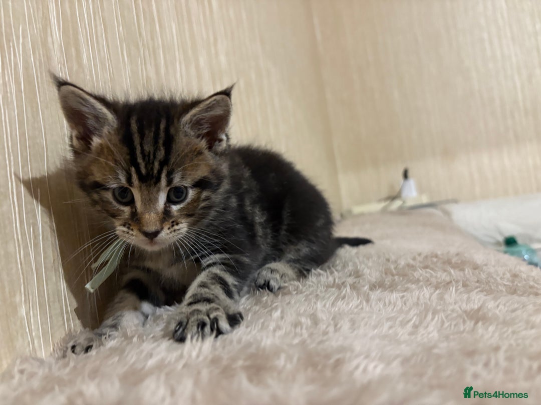 Maine Coon cats for sale: Maine Coon Type Kittens — Fluffy, Friendly - Advert 15