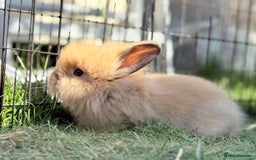 Lionhead rabbits for sale: Teddy Double & Single Lionhead Price starts at £35 - Image 39