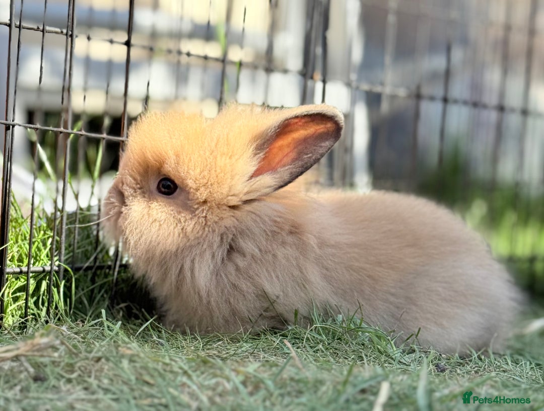 Lionhead rabbits for sale: Teddy Double & Single Lionhead Price starts at £35 - Image 39