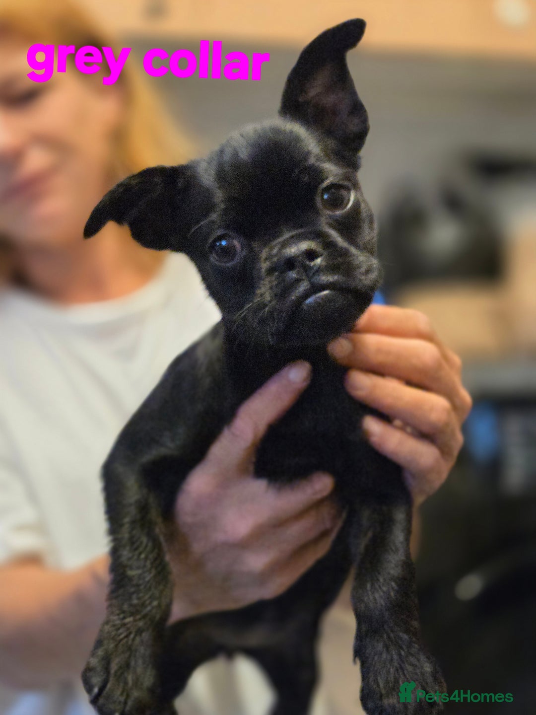 Mixed Breed dogs for sale: Bruxellois griffon x frenchie puppies  - Image 1