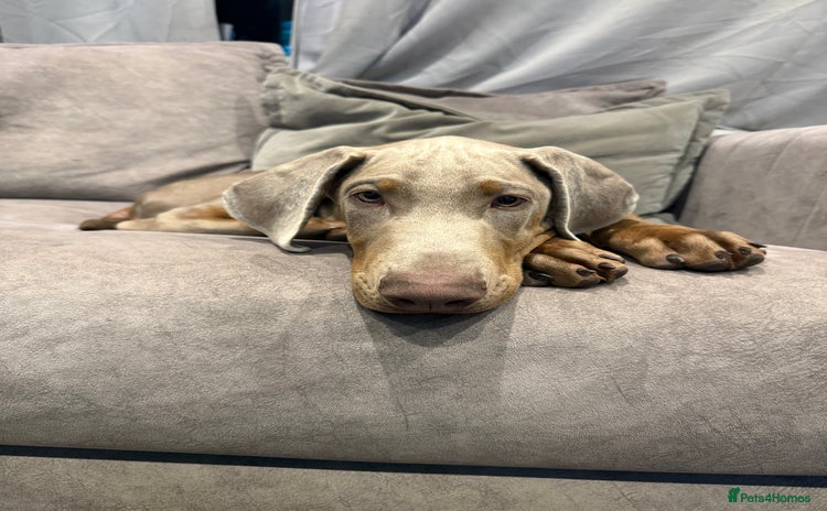 Dobermann dogs - Advert 3