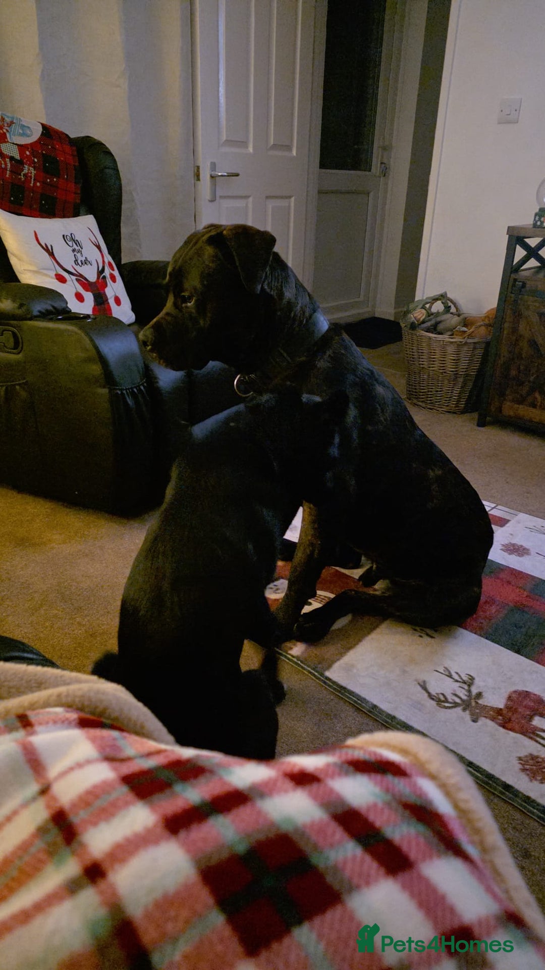 Mixed Breed dogs for sale: Cane Corso x presa canario  - Advert 5