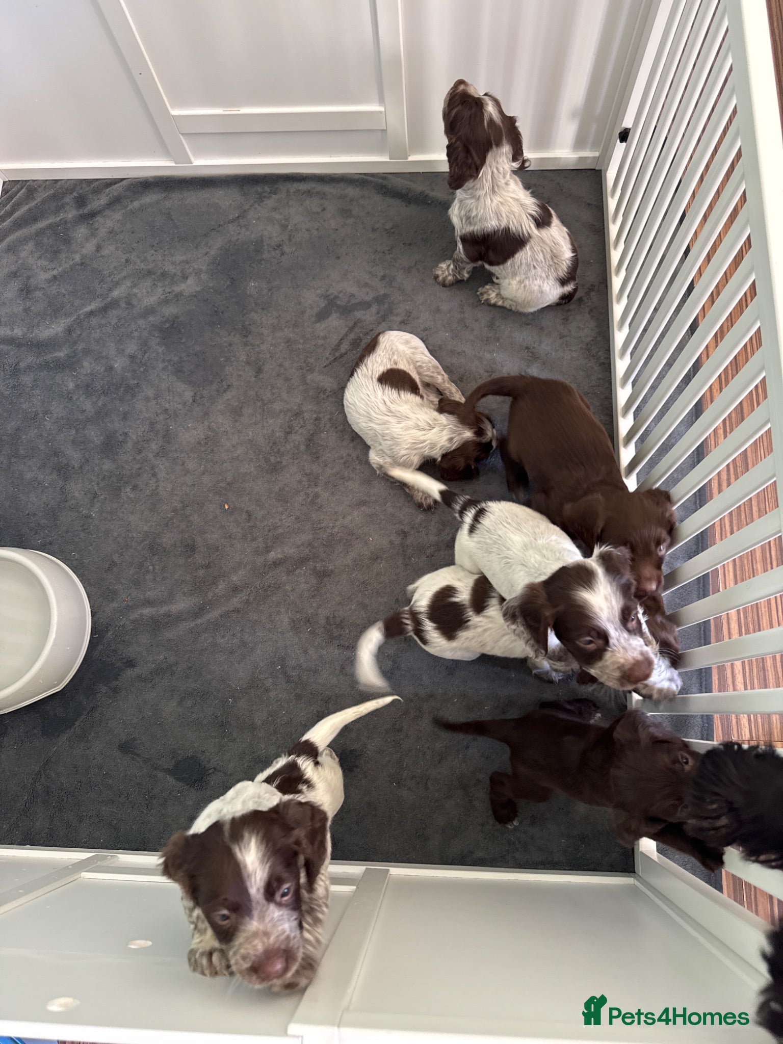 Cocker Spaniel dogs Ready 27.07: Cocker Spaniel Puppies - Advert 3