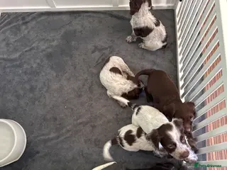 Cocker Spaniel dogs Ready 27.07: Cocker Spaniel Puppies - Advert 3