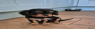 Cavalier King Charles Spaniel Puppy 1
