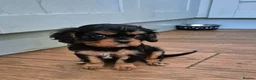 Cavalier King Charles Spaniel dogs for sale: *LASY BOY* *READY * Cavalier King Charles Puppies  - Advert 4