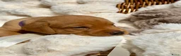 Labrador Retriever dogs for sale: Fox Red KC Registered Labrador Puppies🐾 in London - Advert 13