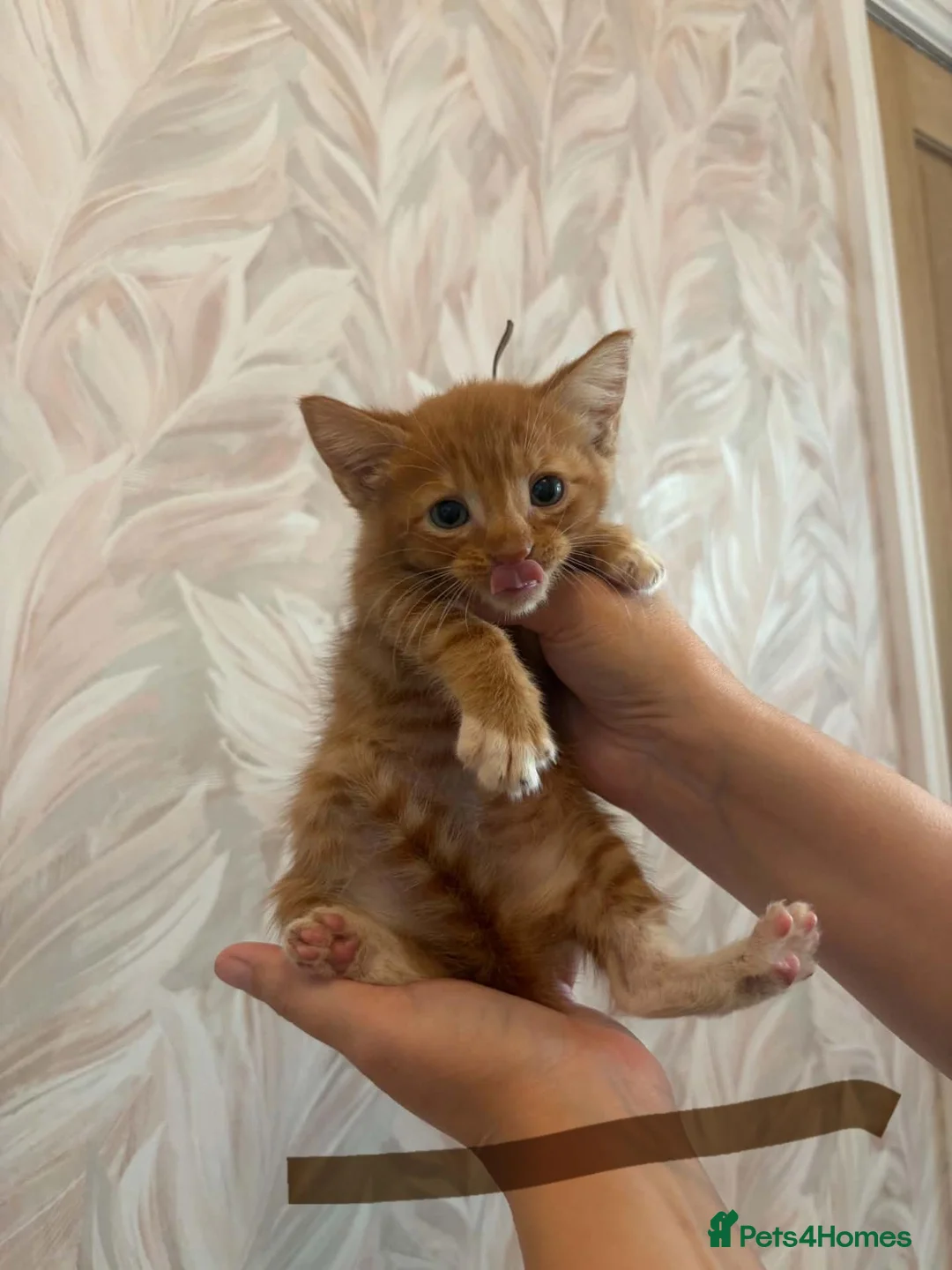 Mixed Breed cats for sale: Cute little kittens  - Advert 2