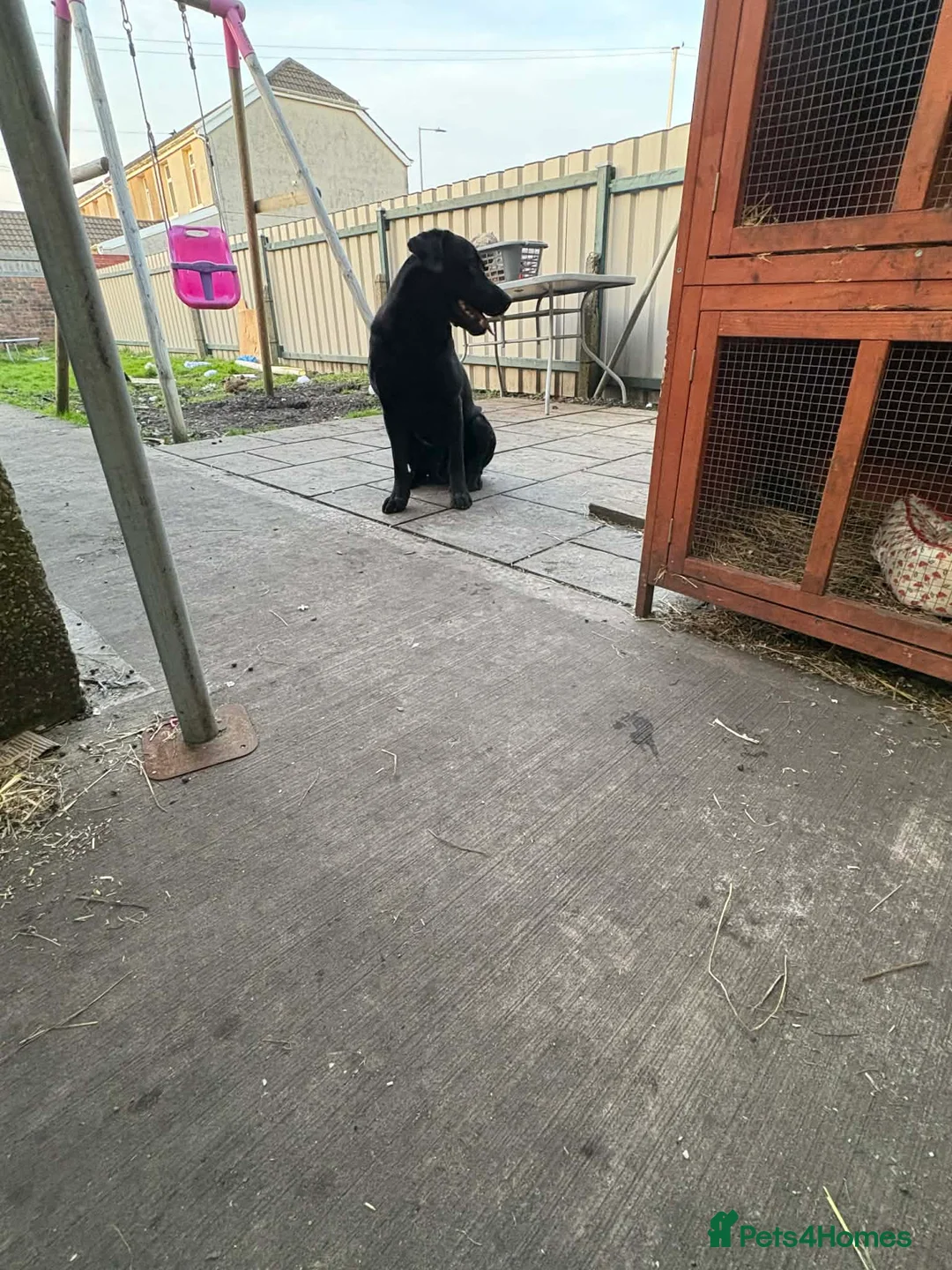 Labrador Retriever dogs for sale: Black Labrador in Llanelli - Advert 2