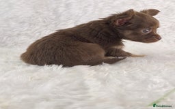 Chihuahua dogs for sale: Stunning Long Coat Chihuahua Puppies  - Image 2