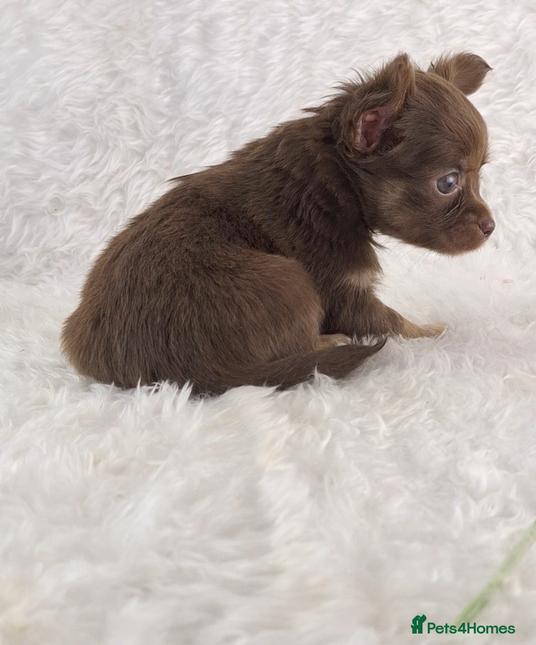 Chihuahua dogs for sale: Stunning Long Coat Chihuahua Puppies  - Image 2